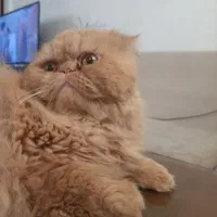 گربه پرشین گارفیلدی نر .جفت.گیری