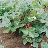 نهال توت فرنگی محلی