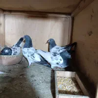 ۱۶ تا جوجه پاکستانی|پرنده|رشت, تازه آباد|دیوار