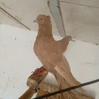 کفترزردی