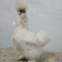 مرغ ابریشمی تخم گذار|حیوانات مزرعه|لنجان, |دیوار