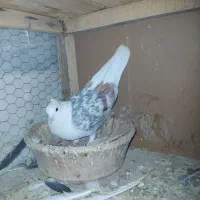 کبوتر|پرنده|قم, زند آباد|دیوار