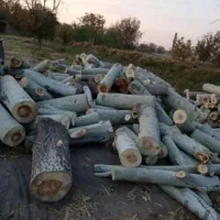 خریدچوب ودرخت قطع وهرس.حرس چوب سقفی|خدمات باغبانی و درختکاری|مشهد, دوست آباد|دیوار