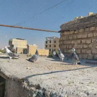 کبوتر گرفتنی جوون پرشی