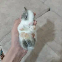 6 بچه خرگوش و 2 بالق نر و ماده|موش و خرگوش|آوج, |دیوار