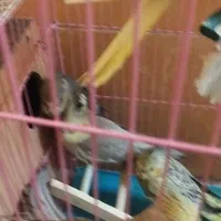 عروس سرای هلندی|پرنده|تهران, مشیریه|دیوار