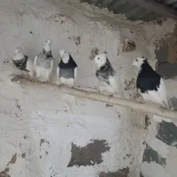 طوقی نسل الماسی|پرنده|احمدآبادمستوفی, |دیوار