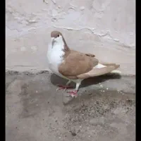 کبوترشیخی لاهور