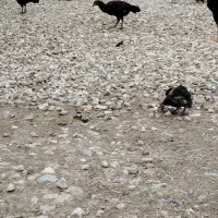 مرغ و جوجه های دو رگ|حیوانات مزرعه|گنبد کاووس, |دیوار