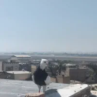 طوقی|پرنده|اهواز, کوی شایسته|دیوار