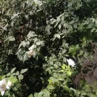 همه کاره باغبانی