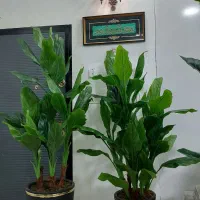 انواع درختچه مصنوعی