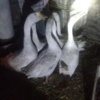 غوقاز نر و ماده|پرنده|فاضل آباد, |دیوار