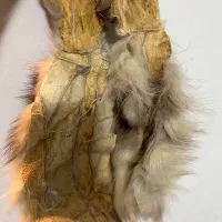 پوست سمور|صنایع دستی و سایر لوازم تزئینی|رشت, گلباغ نماز|دیوار