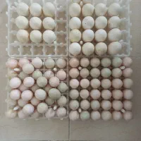 تخم نطفه دار اردک محلی و روسی برای جوجه کشی|حیوانات مزرعه|رشت, حومه رشت|دیوار