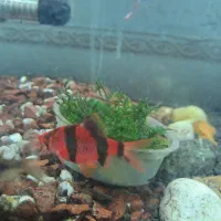 ماهی فایتر|ماهی|کرمانشاه, |دیوار