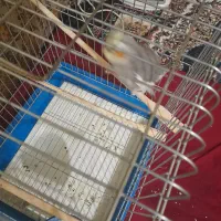 عروس هلندی مرواریدی|پرنده|بندر ماهشهر, |دیوار