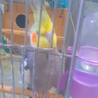 جفت عروس هلندی سالم|پرنده|اهواز, منازل کارون|دیوار