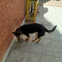 سگ میکس ژرمن ورودفایلر فوری به علت جابجایی