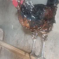 خروس گلین|حیوانات مزرعه|احمدآبادمستوفی, |دیوار