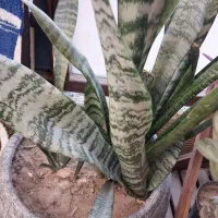 فروش گل و گیاه|گل و گیاه طبیعی|فلاورجان, |دیوار