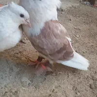 کفتر کبوتر پشتی اصلی