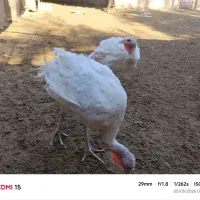 فروش بوقلمون