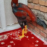 خروس لاری