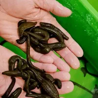 فروش زالوی طبی صیدی فوق العاده درشت