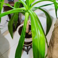 گل اشک ملکه زیبا|گل و گیاه طبیعی|اصفهان, رکن الدوله شرقی|دیوار