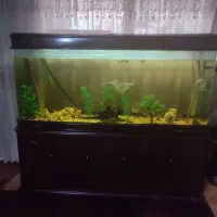 آکواریوم چینی