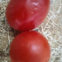 کارگر برای نخودوسیب زمینی