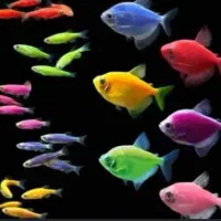 ماهی کالر خوراکی برای تغذیه