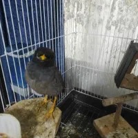 پرنده فروشی