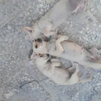 سگ بازگوش|سگ|برازجان, |دیوار