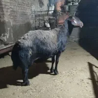 میش هترو شکم چهارم