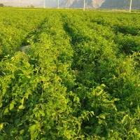 زمین جهت کشت گوجه و برنج|اجارهٔ دفتر صنعتی، کشاورزی، تجاری|درودزن, |دیوار