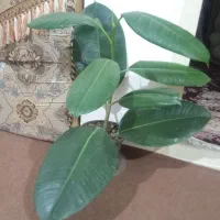 انواع گل آپارتمانی در همه مدل