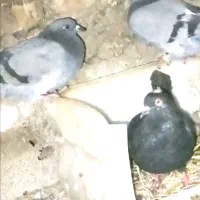 کبوتر ۳تا گم شده هر عزیزی دید پیام بده لطفاً|حیوانات|سنگدوین, |دیوار
