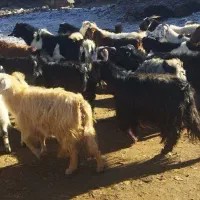 بز های شیری آبستن