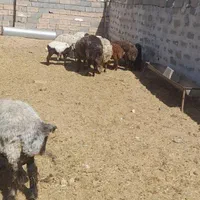 خرید وفروش میش بره قوچ بز بزغاله درشاهین شهر گرگاب