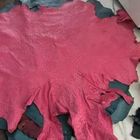 چرم شتر مرغ