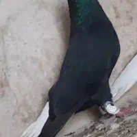 جفت دم سفید شرط همچی میدمشون قیمت ۴تومان