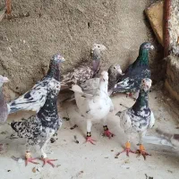 سار هفت رنگ