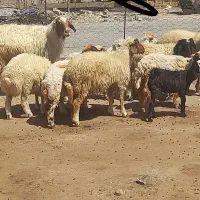 بره و قوچ|حیوانات مزرعه|دره شهر, |دیوار