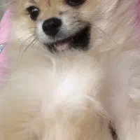 توله پامر ۷ ماهه|سگ|مشهد, سجاد شهر|دیوار