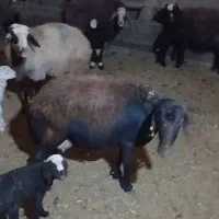 میش و بره شیرا