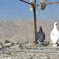 کفتر گم شده|پرنده|شیراز, محمودآباد|دیوار