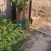 فروش گل وگیاه