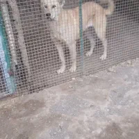 ماده سرابی ۷ماهه اصل نسبدار